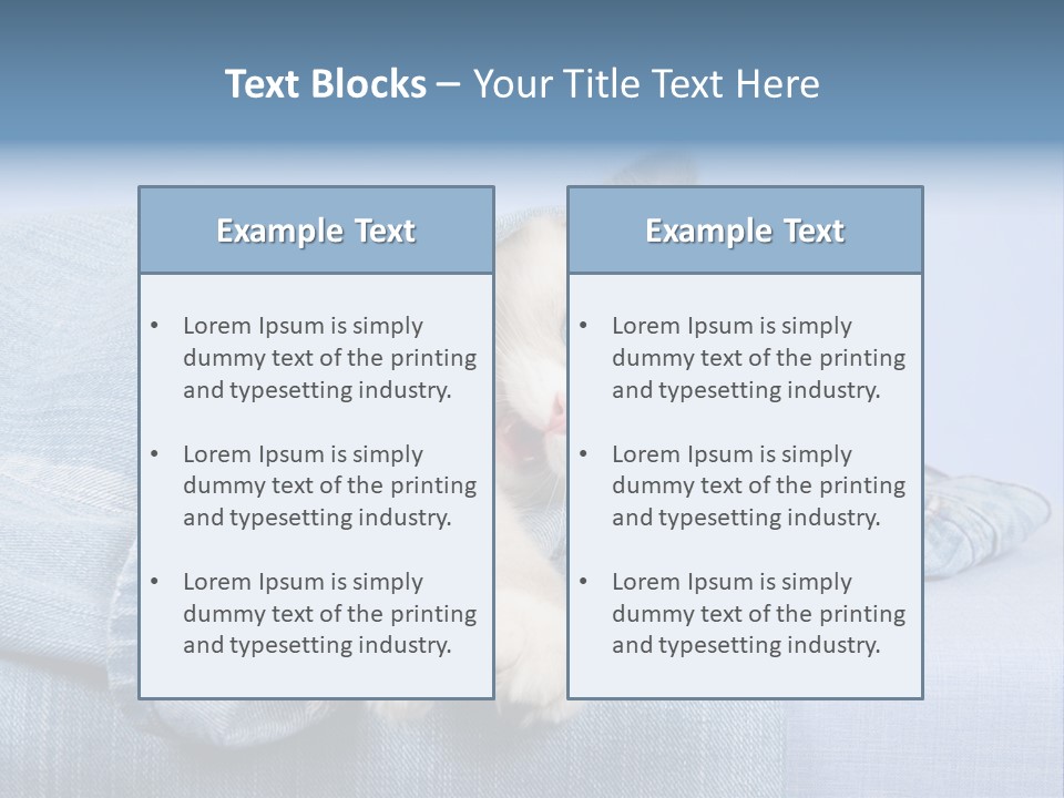 Pretty Ragdoll Kitten Lying Inside Leg Of Jeans Denim Pants On Blue Background PowerPoint Template