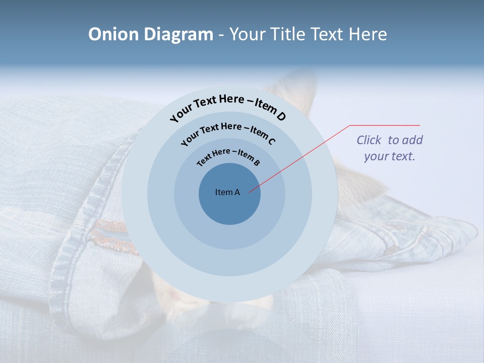 Pretty Ragdoll Kitten Lying Inside Leg Of Jeans Denim Pants On Blue Background PowerPoint Template