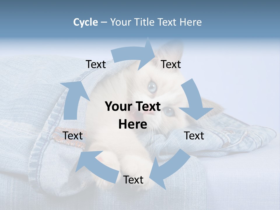 Pretty Ragdoll Kitten Lying Inside Leg Of Jeans Denim Pants On Blue Background PowerPoint Template