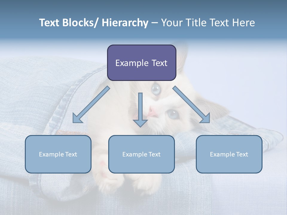 Pretty Ragdoll Kitten Lying Inside Leg Of Jeans Denim Pants On Blue Background PowerPoint Template