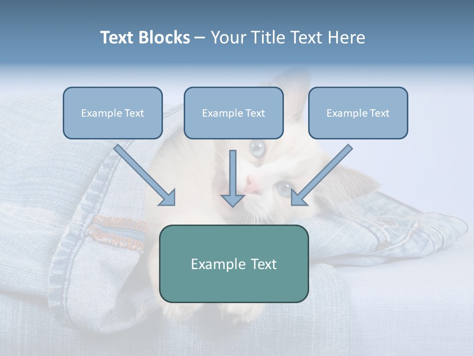 Pretty Ragdoll Kitten Lying Inside Leg Of Jeans Denim Pants On Blue Background PowerPoint Template