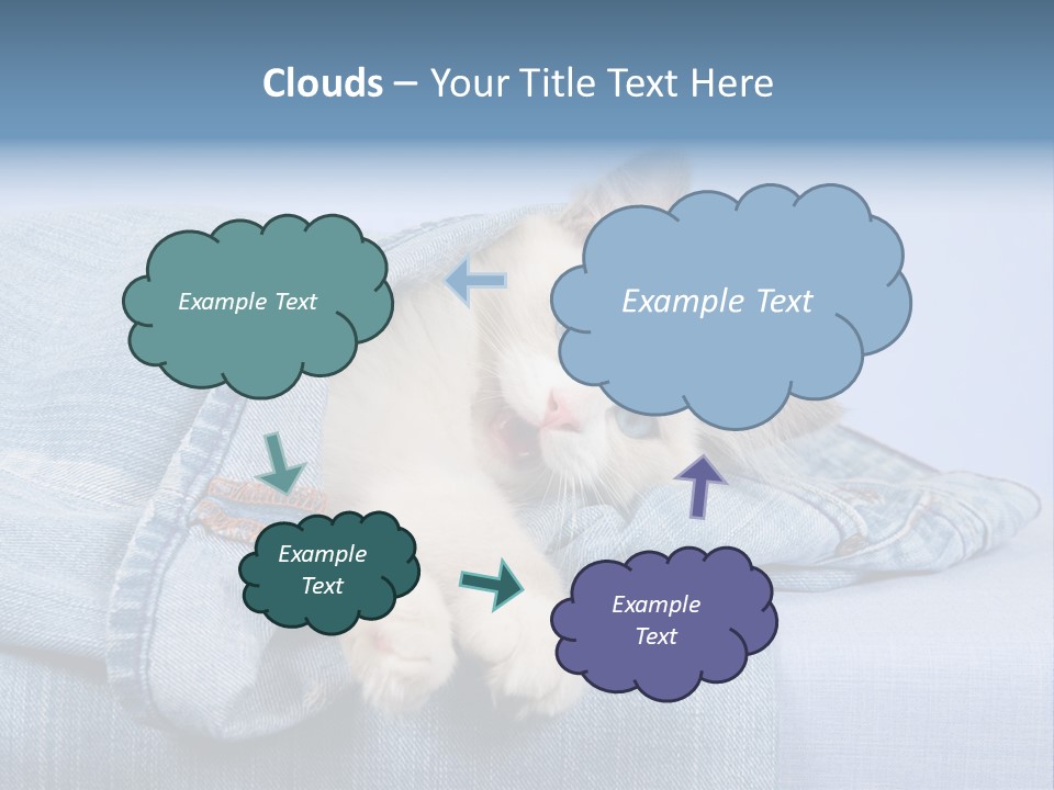 Pretty Ragdoll Kitten Lying Inside Leg Of Jeans Denim Pants On Blue Background PowerPoint Template