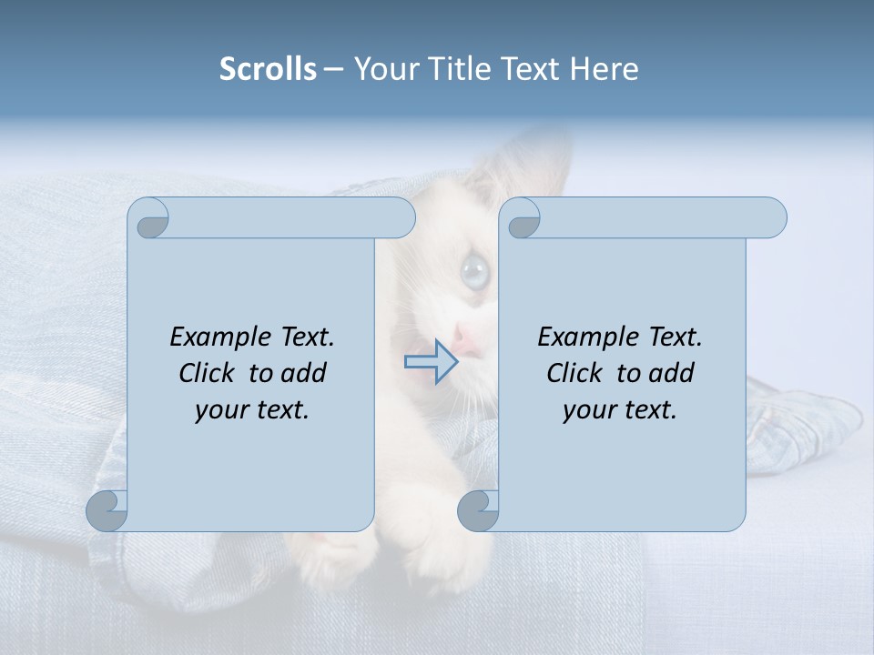 Pretty Ragdoll Kitten Lying Inside Leg Of Jeans Denim Pants On Blue Background PowerPoint Template