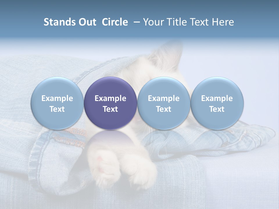 Pretty Ragdoll Kitten Lying Inside Leg Of Jeans Denim Pants On Blue Background PowerPoint Template