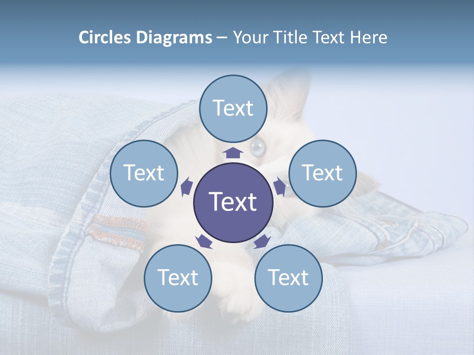 Pretty Ragdoll Kitten Lying Inside Leg Of Jeans Denim Pants On Blue Background PowerPoint Template