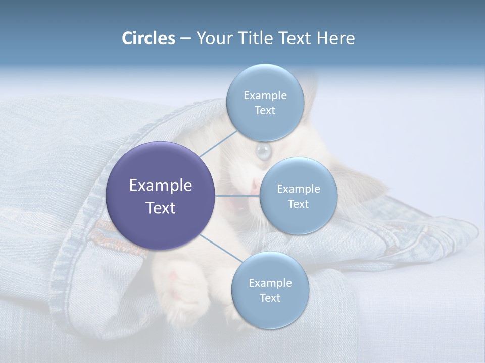 Pretty Ragdoll Kitten Lying Inside Leg Of Jeans Denim Pants On Blue Background PowerPoint Template