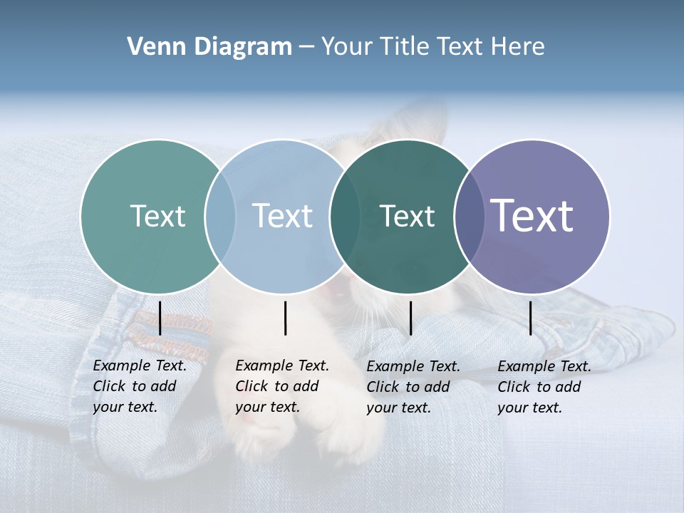 Pretty Ragdoll Kitten Lying Inside Leg Of Jeans Denim Pants On Blue Background PowerPoint Template