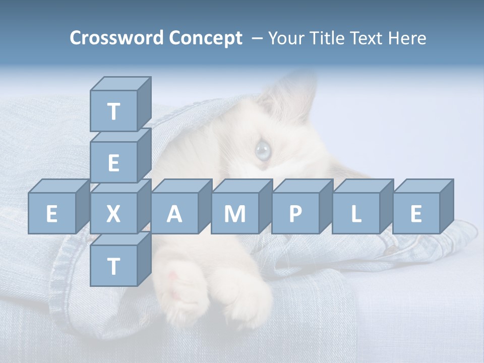 Pretty Ragdoll Kitten Lying Inside Leg Of Jeans Denim Pants On Blue Background PowerPoint Template