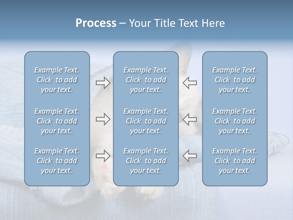 Pretty Ragdoll Kitten Lying Inside Leg Of Jeans Denim Pants On Blue Background PowerPoint Template