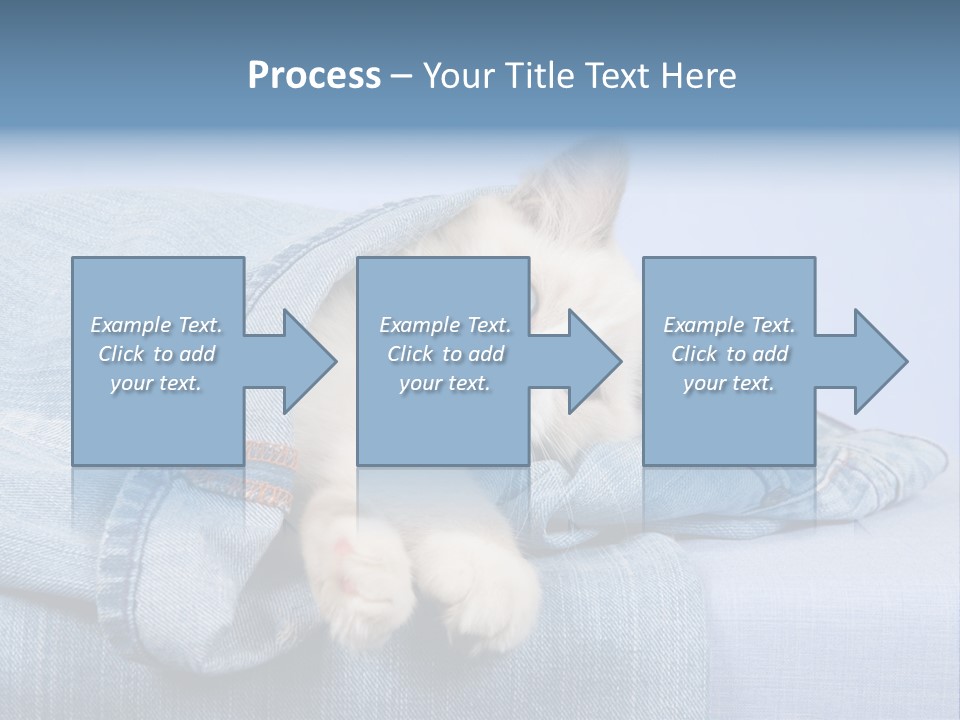 Pretty Ragdoll Kitten Lying Inside Leg Of Jeans Denim Pants On Blue Background PowerPoint Template