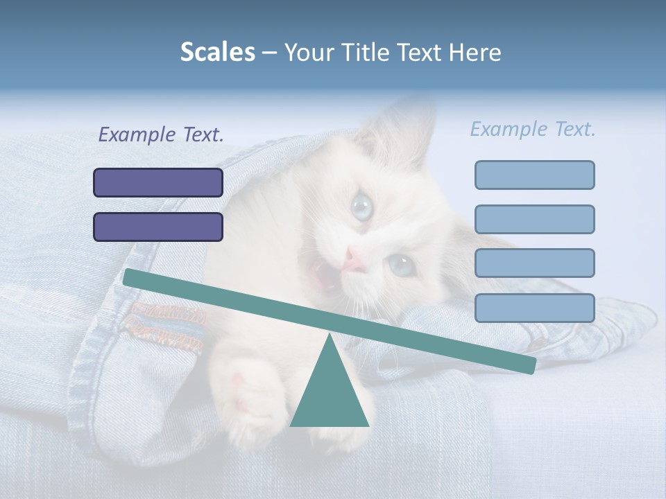 Pretty Ragdoll Kitten Lying Inside Leg Of Jeans Denim Pants On Blue Background PowerPoint Template