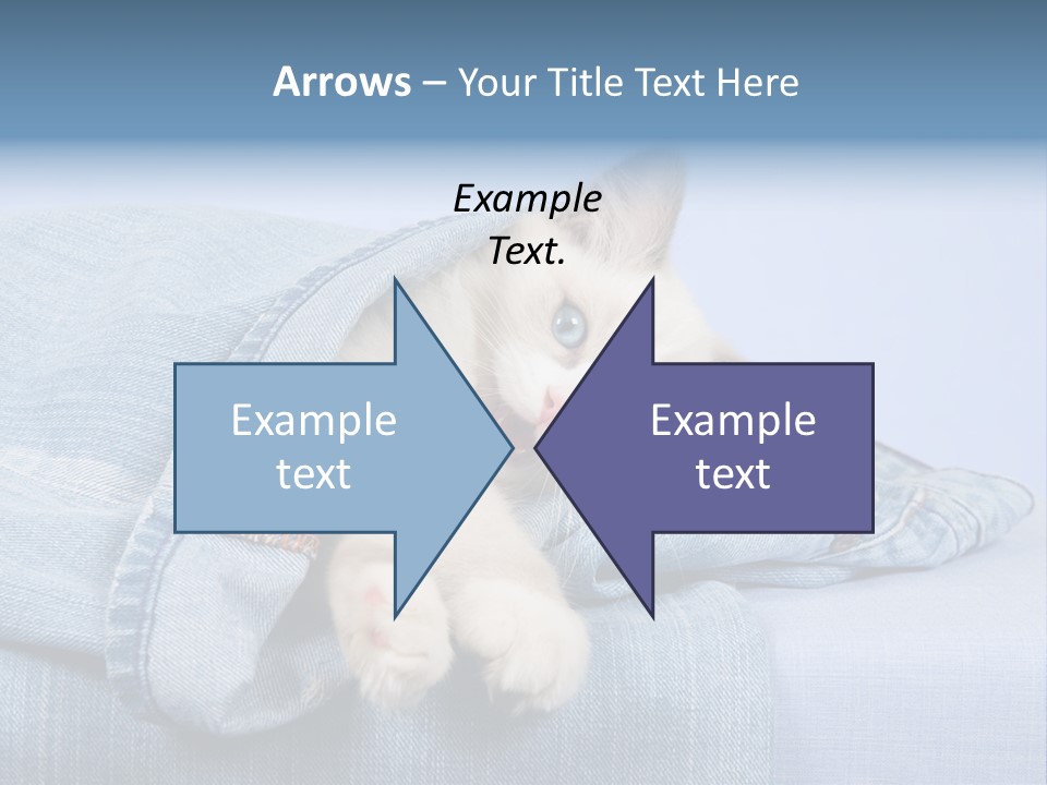 Pretty Ragdoll Kitten Lying Inside Leg Of Jeans Denim Pants On Blue Background PowerPoint Template