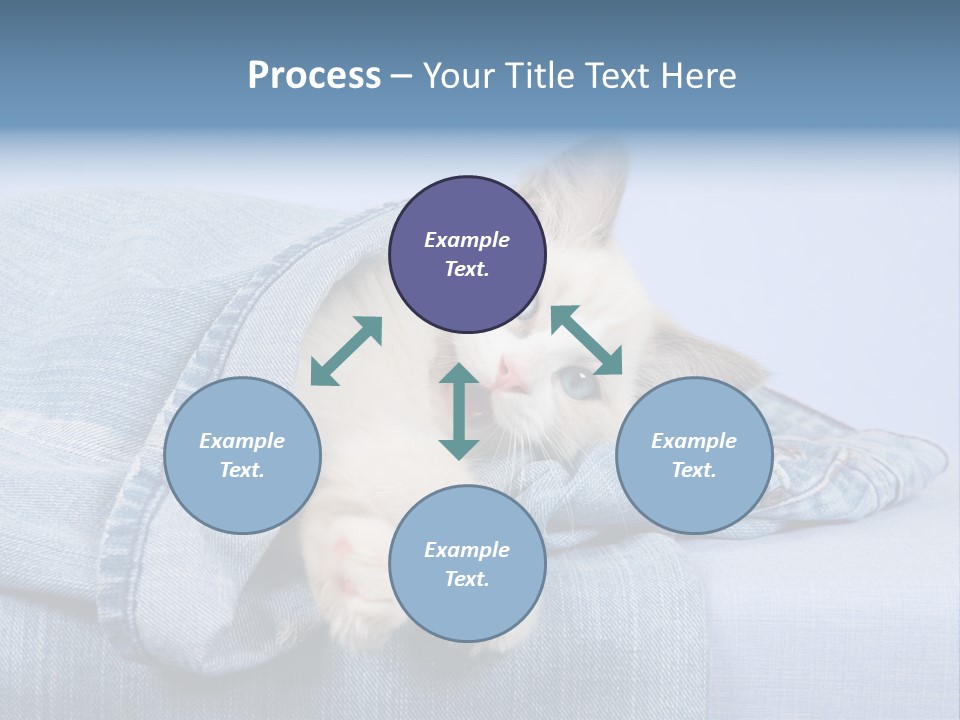 Pretty Ragdoll Kitten Lying Inside Leg Of Jeans Denim Pants On Blue Background PowerPoint Template