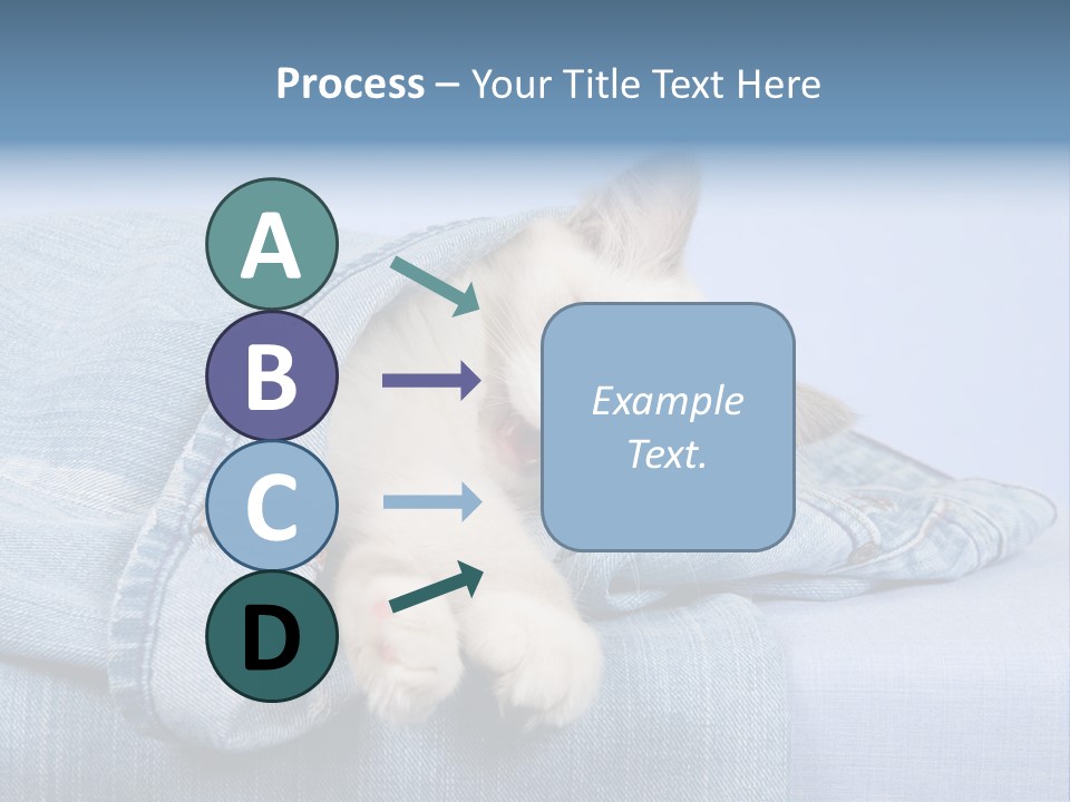 Pretty Ragdoll Kitten Lying Inside Leg Of Jeans Denim Pants On Blue Background PowerPoint Template