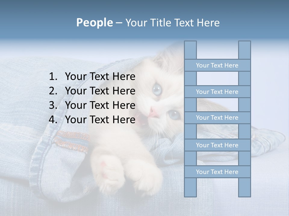 Pretty Ragdoll Kitten Lying Inside Leg Of Jeans Denim Pants On Blue Background PowerPoint Template