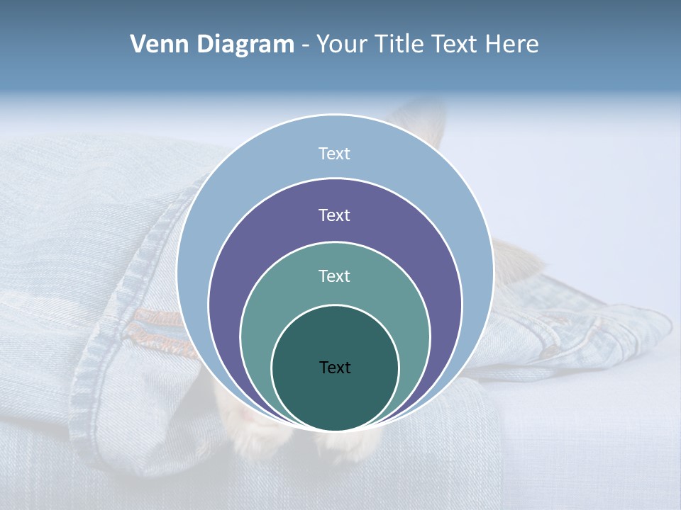 Pretty Ragdoll Kitten Lying Inside Leg Of Jeans Denim Pants On Blue Background PowerPoint Template