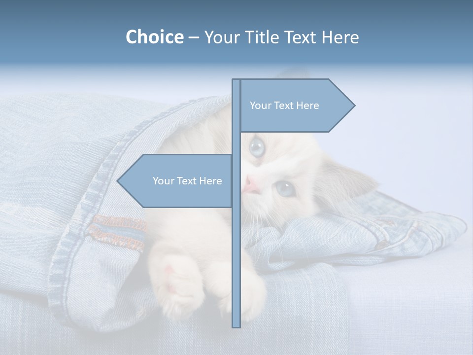 Pretty Ragdoll Kitten Lying Inside Leg Of Jeans Denim Pants On Blue Background PowerPoint Template