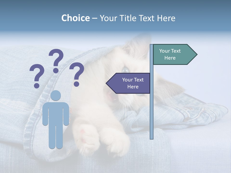 Pretty Ragdoll Kitten Lying Inside Leg Of Jeans Denim Pants On Blue Background PowerPoint Template