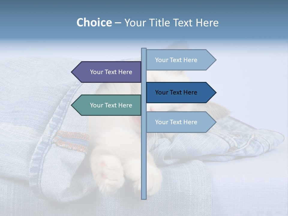 Pretty Ragdoll Kitten Lying Inside Leg Of Jeans Denim Pants On Blue Background PowerPoint Template