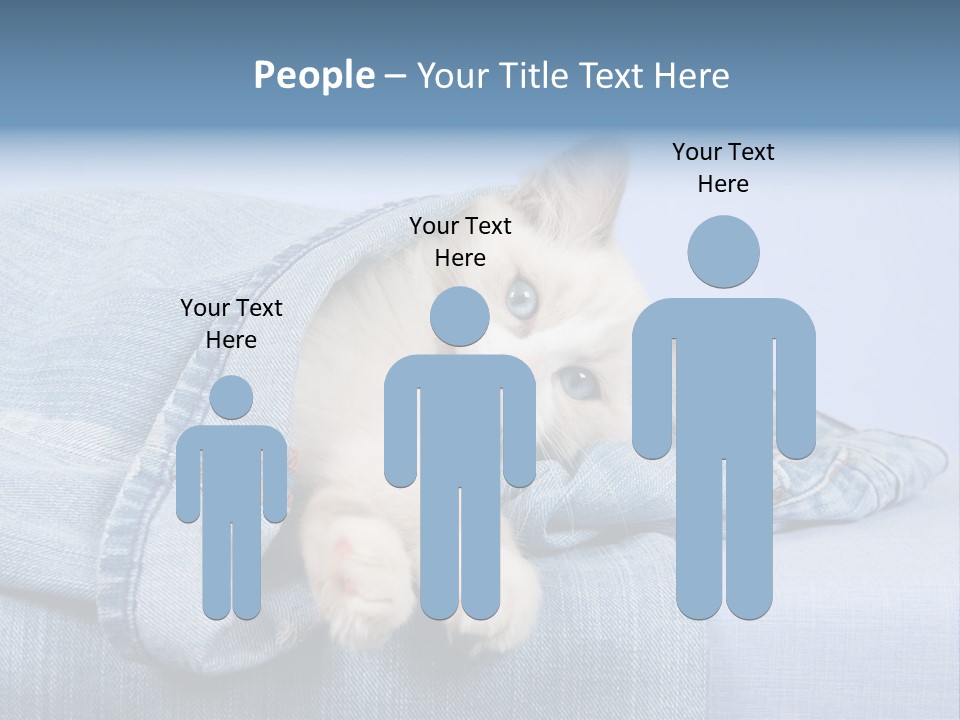 Pretty Ragdoll Kitten Lying Inside Leg Of Jeans Denim Pants On Blue Background PowerPoint Template