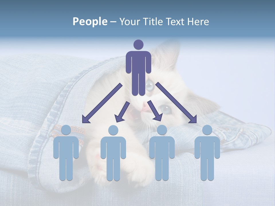 Pretty Ragdoll Kitten Lying Inside Leg Of Jeans Denim Pants On Blue Background PowerPoint Template