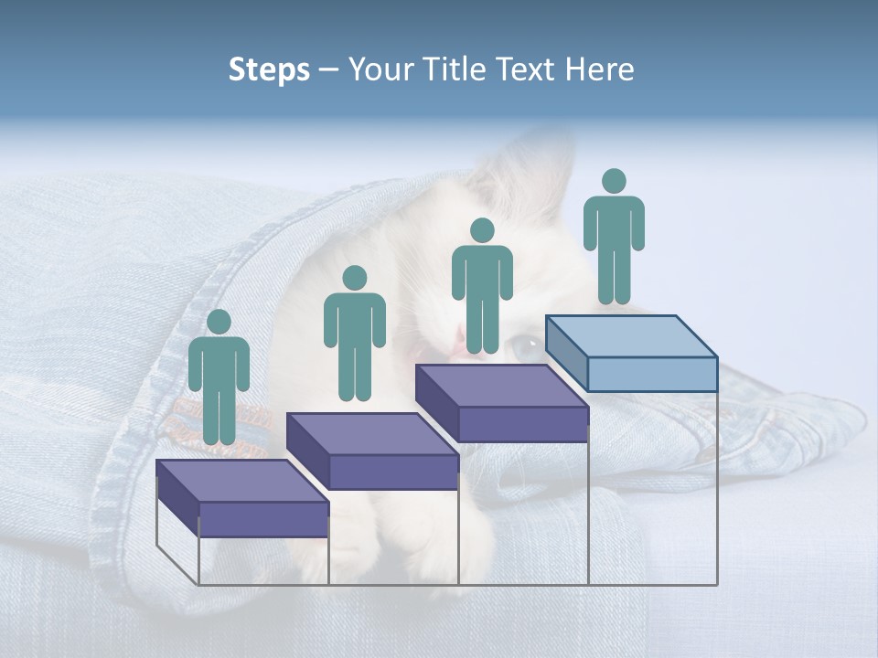 Pretty Ragdoll Kitten Lying Inside Leg Of Jeans Denim Pants On Blue Background PowerPoint Template