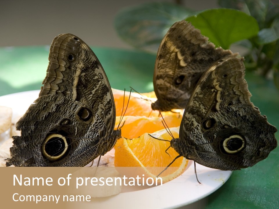 Owl Butterflies At Lunch (Butterfly House In Wien) PowerPoint Template