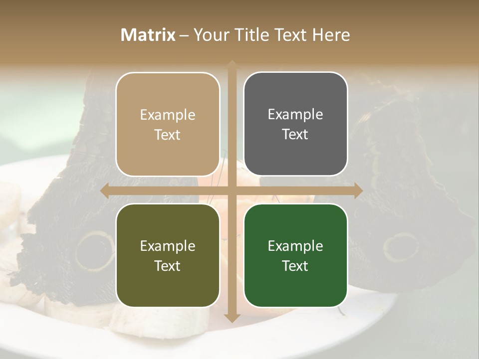 Owl Butterflies At Lunch (Butterfly House In Wien) PowerPoint Template