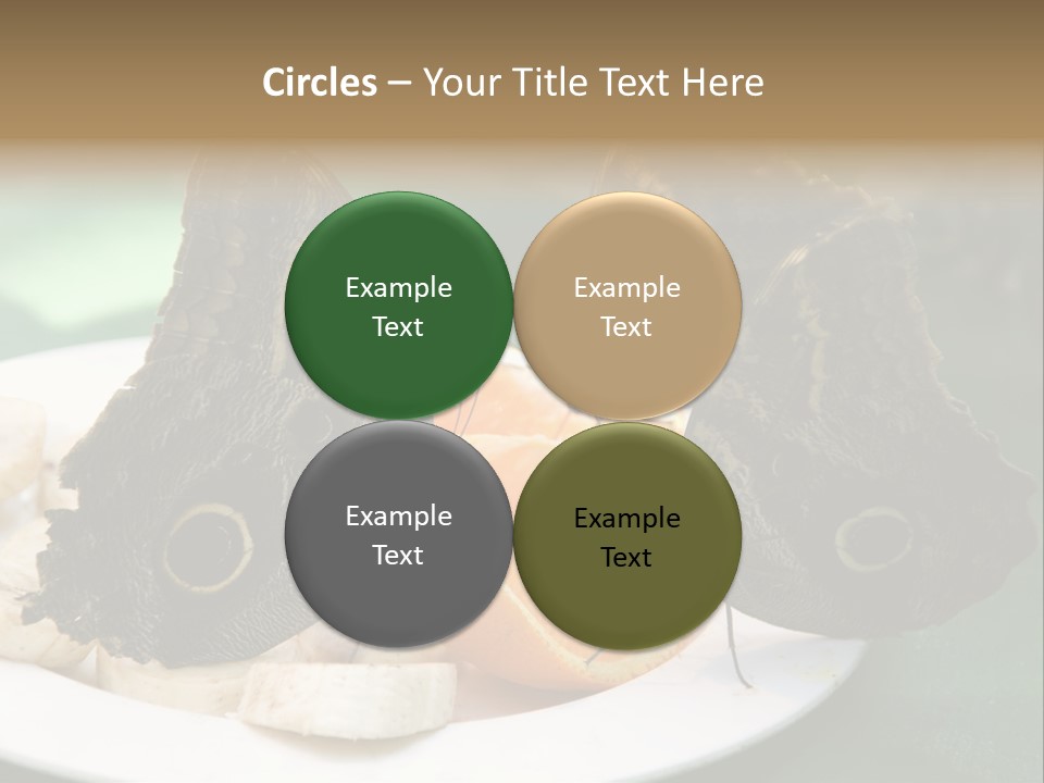 Owl Butterflies At Lunch (Butterfly House In Wien) PowerPoint Template