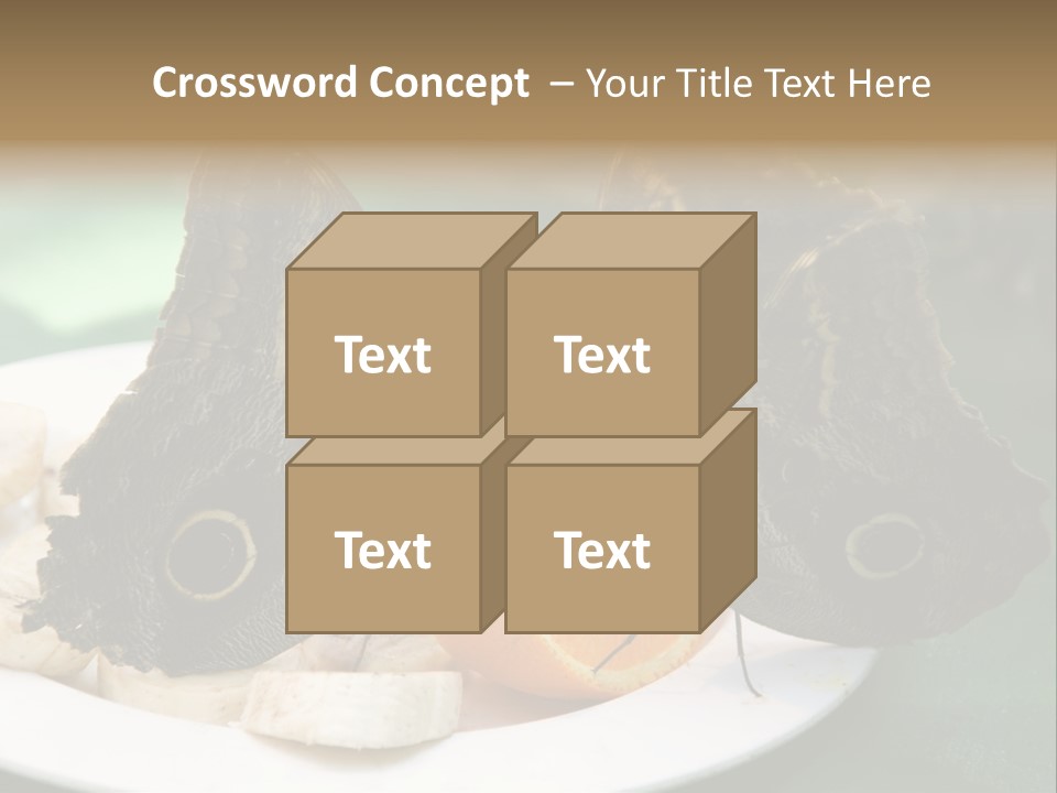 Owl Butterflies At Lunch (Butterfly House In Wien) PowerPoint Template