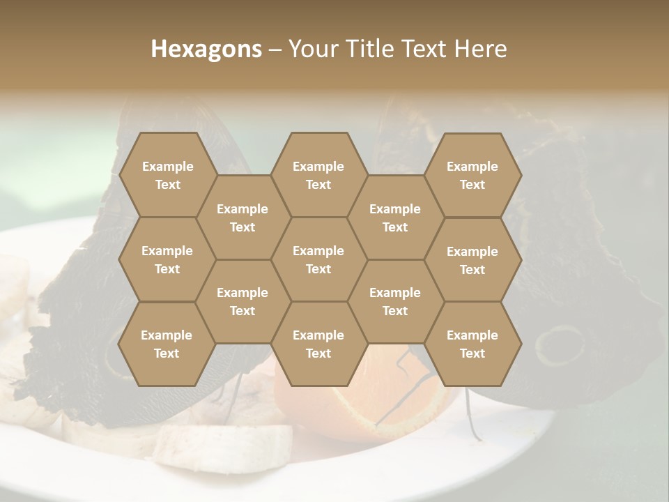 Owl Butterflies At Lunch (Butterfly House In Wien) PowerPoint Template