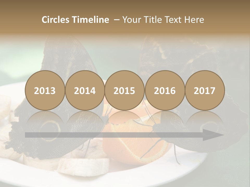 Owl Butterflies At Lunch (Butterfly House In Wien) PowerPoint Template