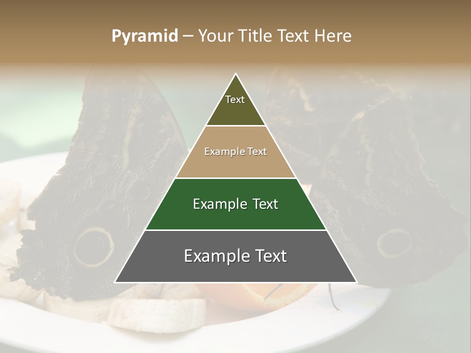 Owl Butterflies At Lunch (Butterfly House In Wien) PowerPoint Template