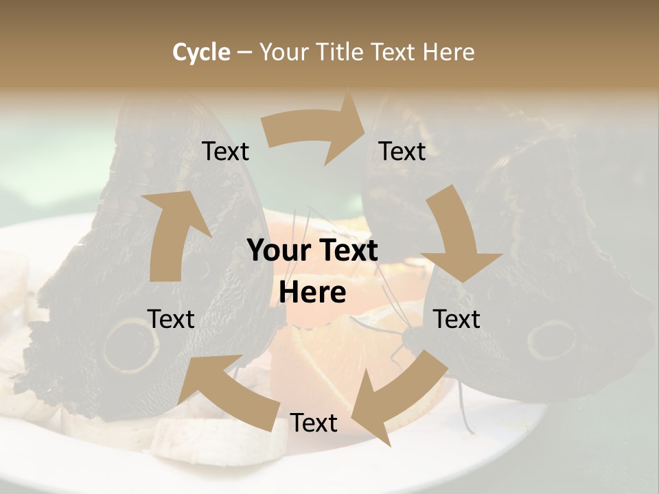 Owl Butterflies At Lunch (Butterfly House In Wien) PowerPoint Template