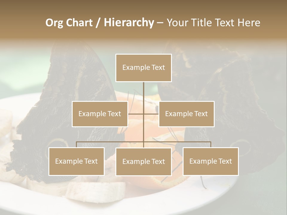 Owl Butterflies At Lunch (Butterfly House In Wien) PowerPoint Template