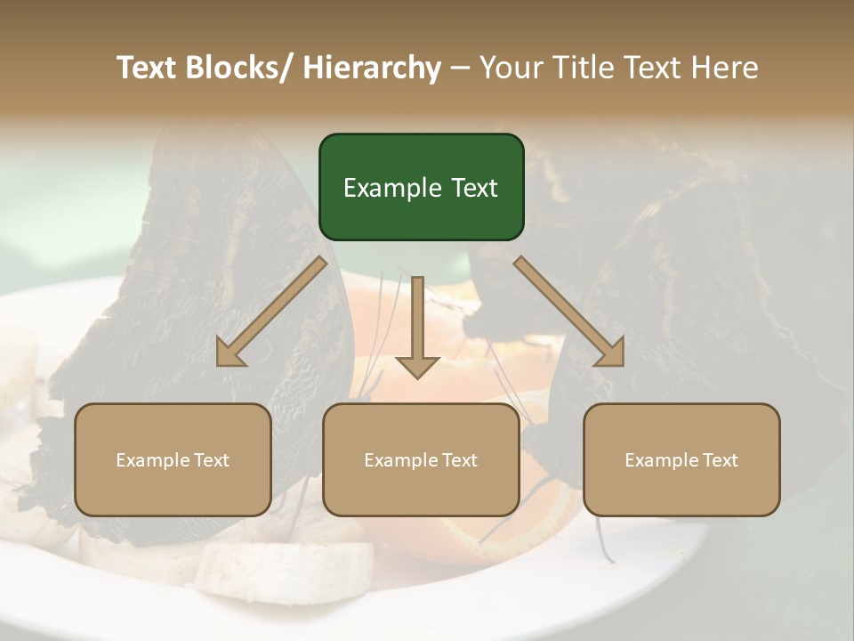 Owl Butterflies At Lunch (Butterfly House In Wien) PowerPoint Template