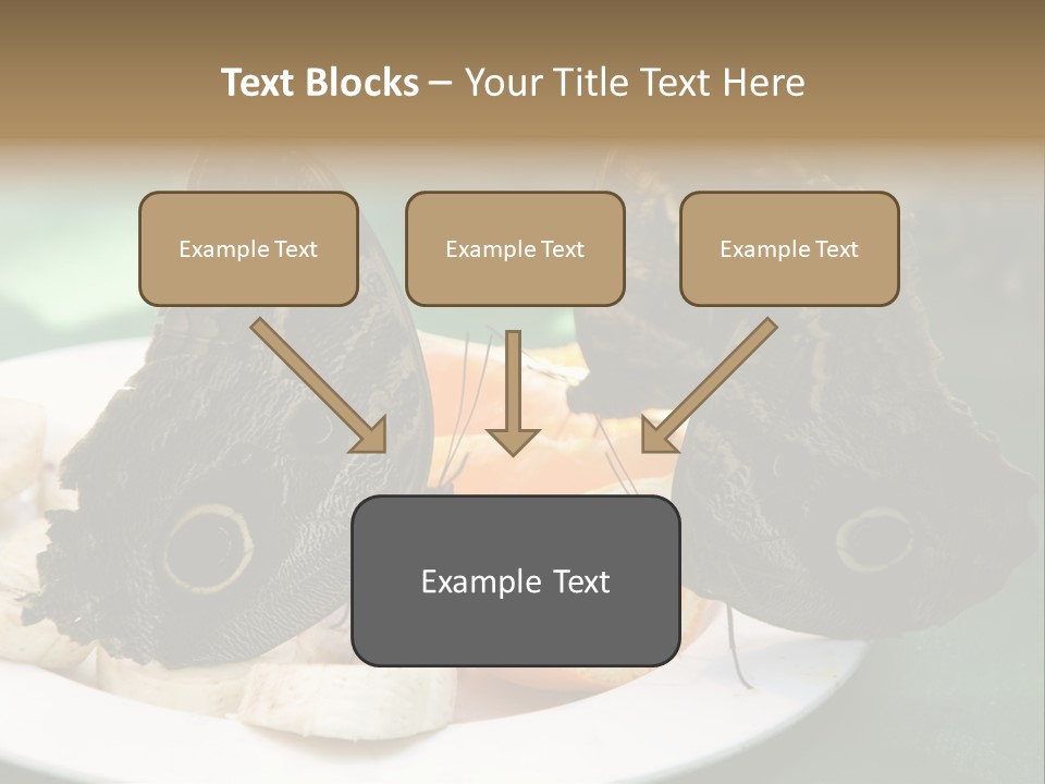 Owl Butterflies At Lunch (Butterfly House In Wien) PowerPoint Template