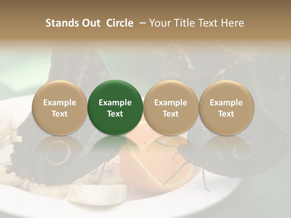 Owl Butterflies At Lunch (Butterfly House In Wien) PowerPoint Template