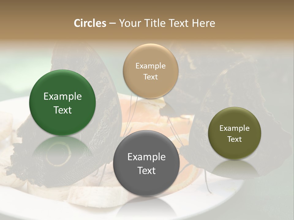 Owl Butterflies At Lunch (Butterfly House In Wien) PowerPoint Template