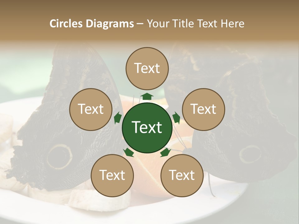 Owl Butterflies At Lunch (Butterfly House In Wien) PowerPoint Template