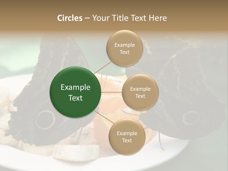 Owl Butterflies At Lunch (Butterfly House In Wien) PowerPoint Template