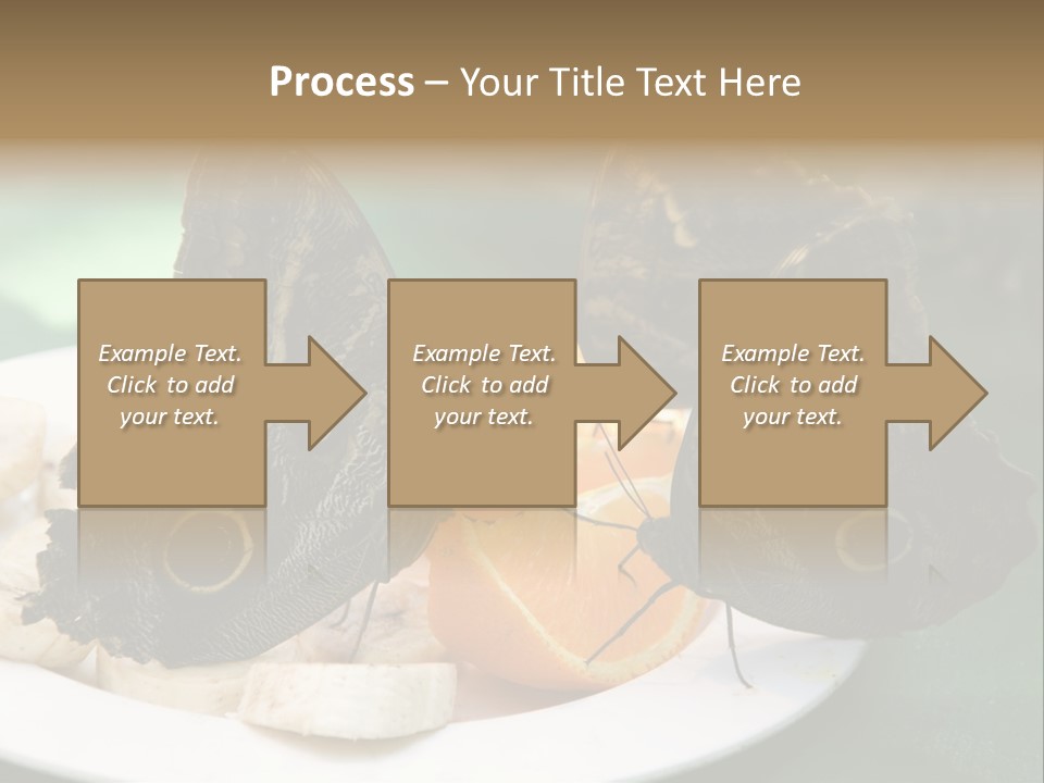 Owl Butterflies At Lunch (Butterfly House In Wien) PowerPoint Template