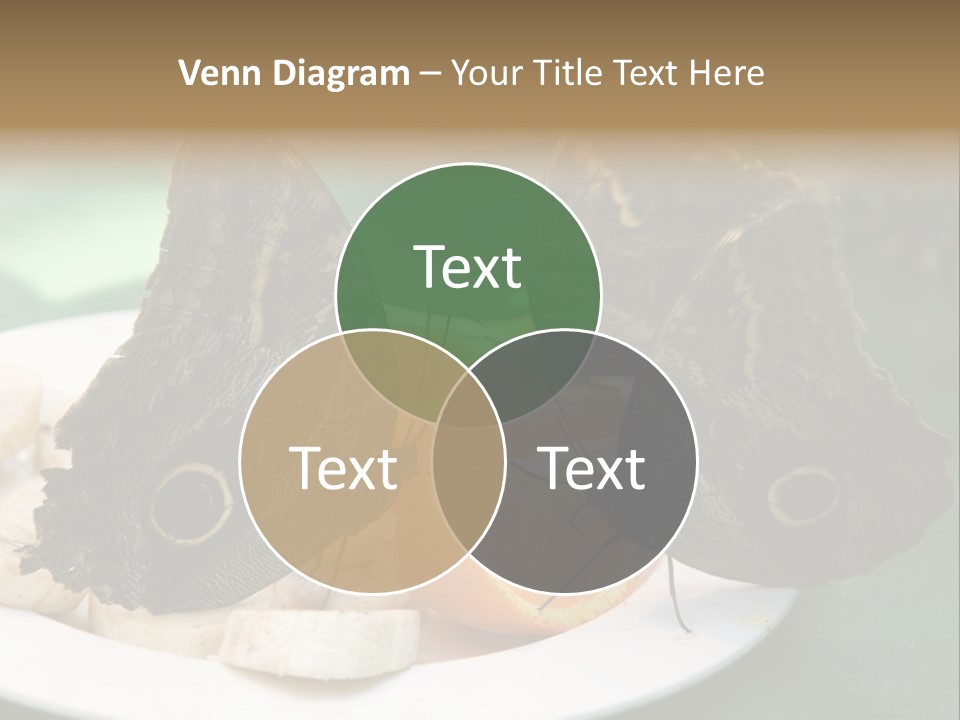 Owl Butterflies At Lunch (Butterfly House In Wien) PowerPoint Template