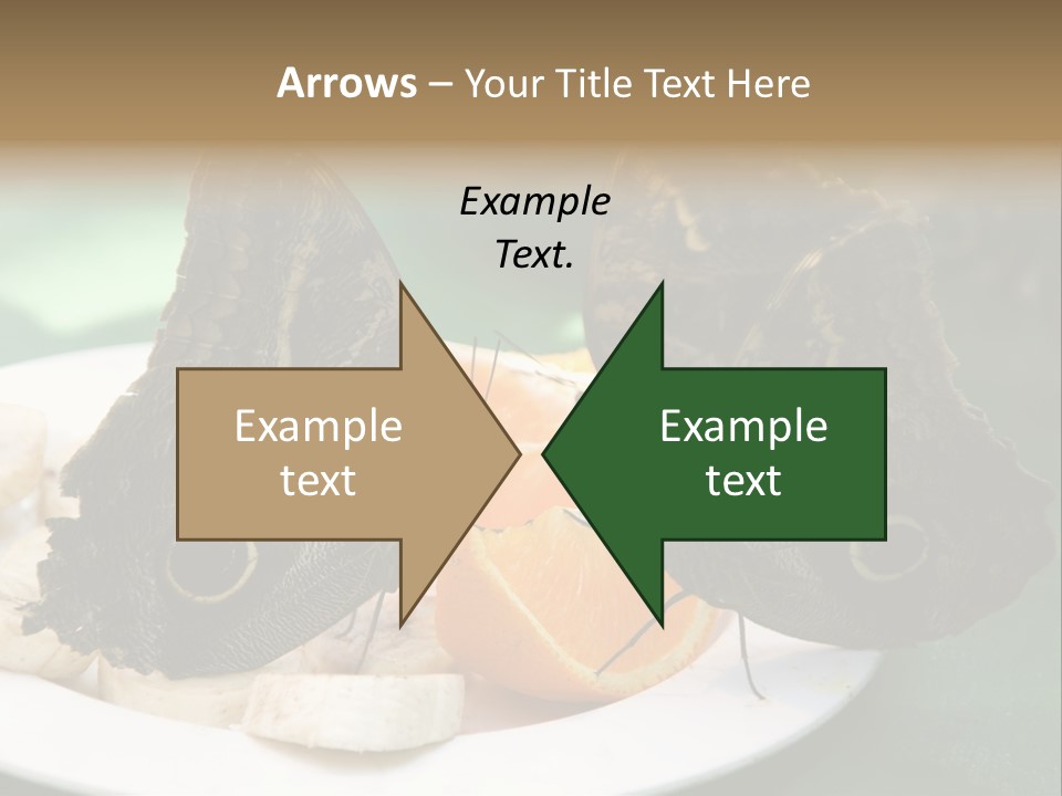 Owl Butterflies At Lunch (Butterfly House In Wien) PowerPoint Template