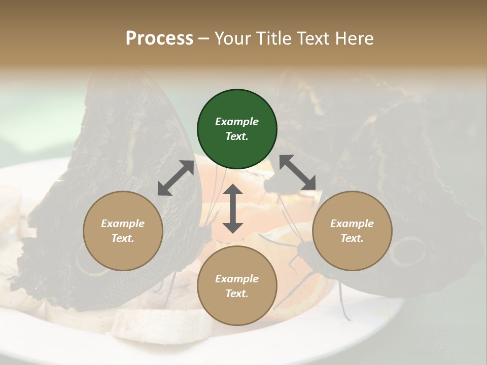 Owl Butterflies At Lunch (Butterfly House In Wien) PowerPoint Template