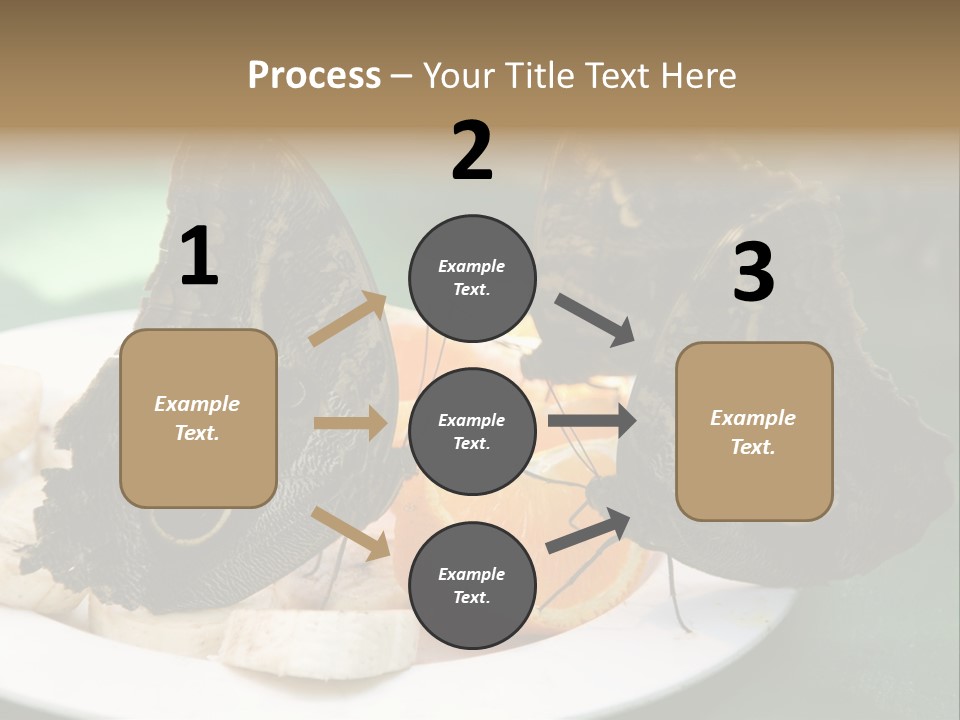 Owl Butterflies At Lunch (Butterfly House In Wien) PowerPoint Template
