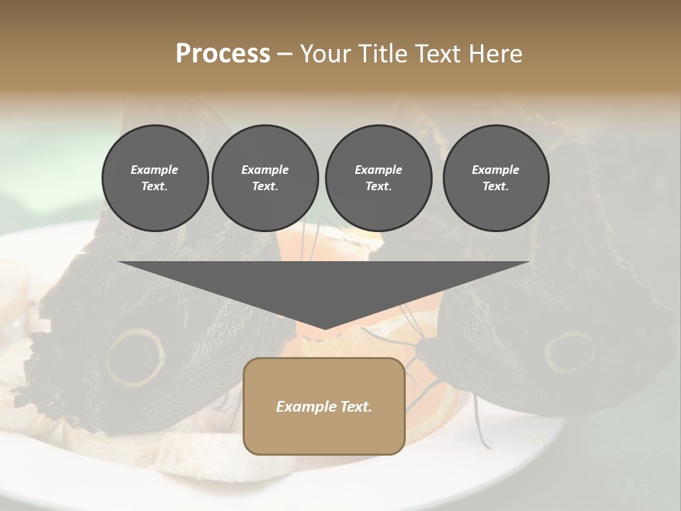 Owl Butterflies At Lunch (Butterfly House In Wien) PowerPoint Template