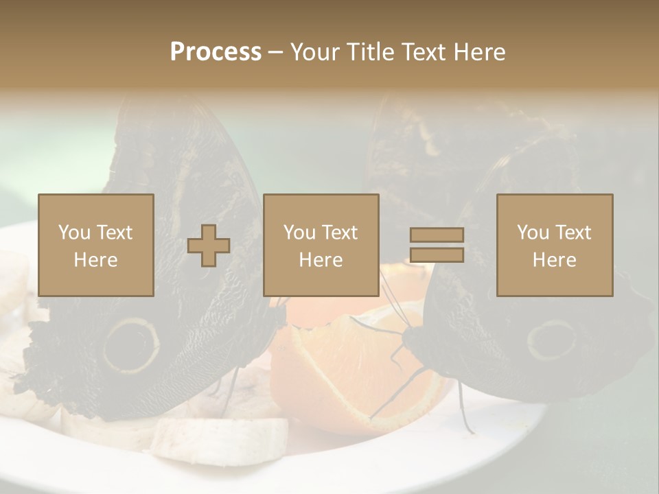 Owl Butterflies At Lunch (Butterfly House In Wien) PowerPoint Template