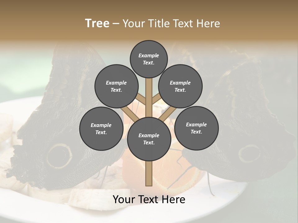 Owl Butterflies At Lunch (Butterfly House In Wien) PowerPoint Template