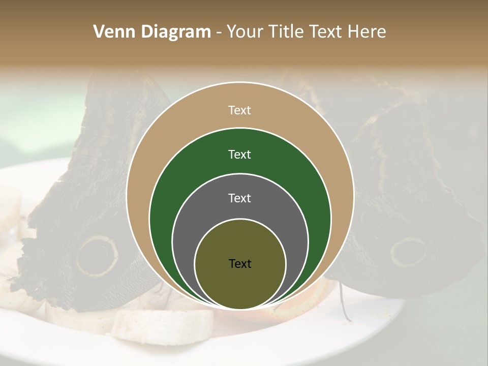 Owl Butterflies At Lunch (Butterfly House In Wien) PowerPoint Template